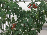 ２年生のトマト栽培